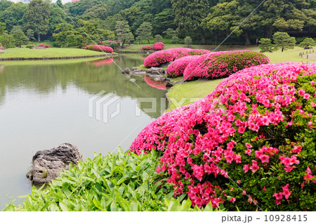 六義園の鮮やかな濃いピンク色のサツキの花と湖面に映える景観 10928415