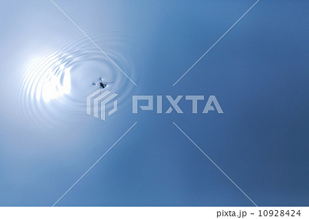 池のアメンボと太陽の光 10928424