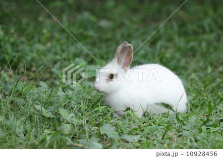 Lovely rabbits 10928456