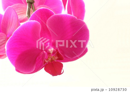 胡蝶蘭　蘭　ピンク　アップ　白背景 10928730