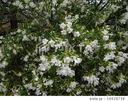 キョウチクトウ キョウチクトウ 10928736