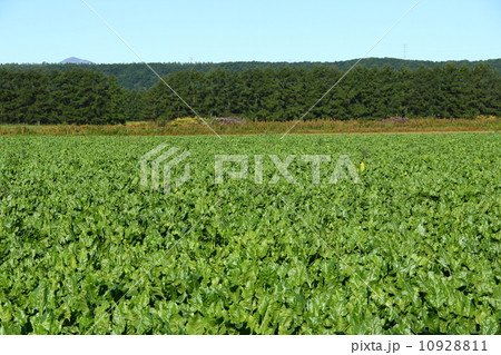 テンサイ畑 10928811