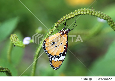 Monarch Butterfly 10928822