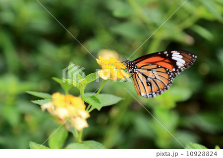 Monarch Butterfly 10928824
