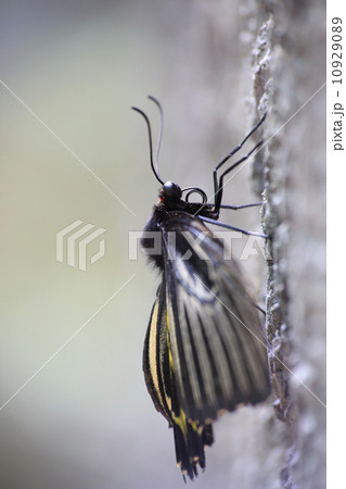 Butterfly 10929089
