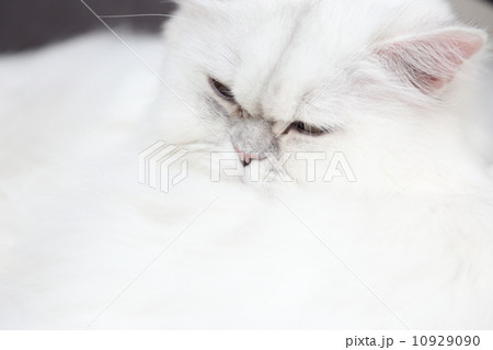 Cat 10929090