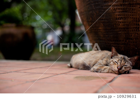 Cat sleep. 10929631