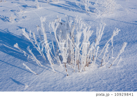grass covered with hoarfrost in snow 10929841