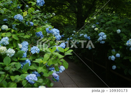 鎌倉 名月院の紫陽花 鎌倉 名月院の紫陽花 10930173