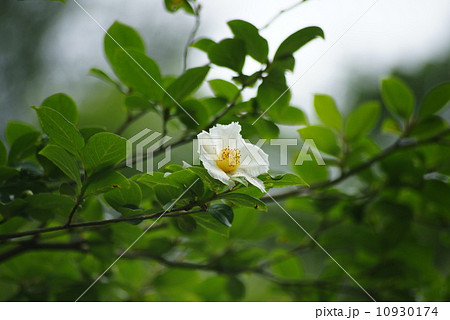 名月院 沙羅双樹の花 名月院 沙羅双樹の花 10930174