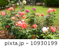 バラ 10930199