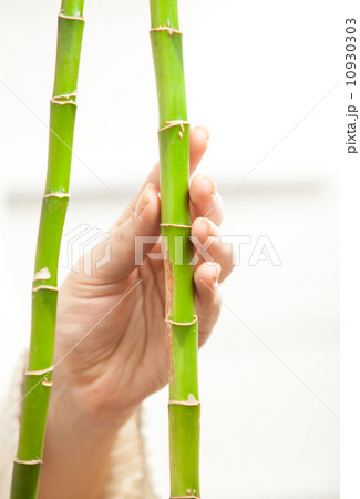 Photo of hand touching tenderly young bamboos 10930303