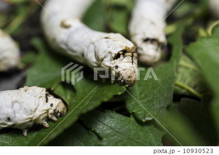 silkworm silkworm 10930523