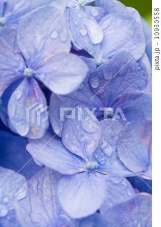 梅雨イメージ～アジサイと雫/滴～ 10930558