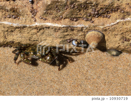 イソガニ イソガニ 10930719