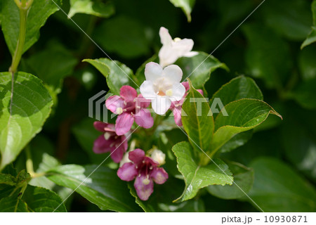 ハコネウツギ 10930871