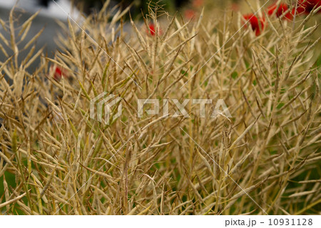 アブラナの莢 10931128