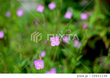 夕化粧 夕化粧 10931136