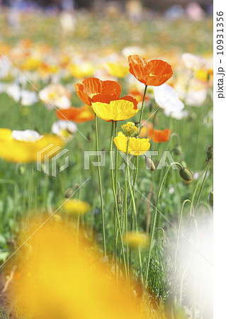 アイスランドポピー 10931356