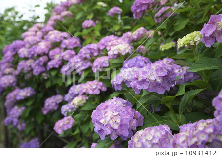 アジサイ 10931412