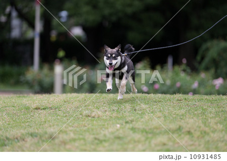 走る犬 10931485
