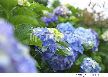 アジサイ 10931500