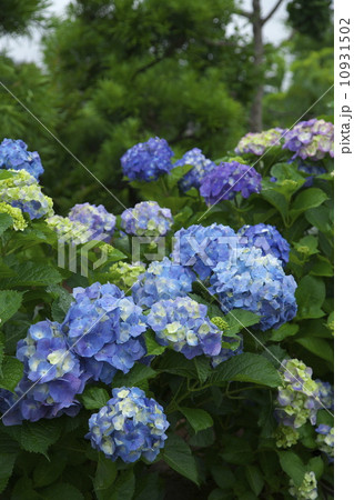 アジサイ 10931502