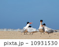 海とアジサシ 10931530