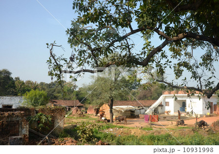 牛がいるカジュラーホー近郊の農家 牛がいるカジュラーホー近郊の農家 10931998