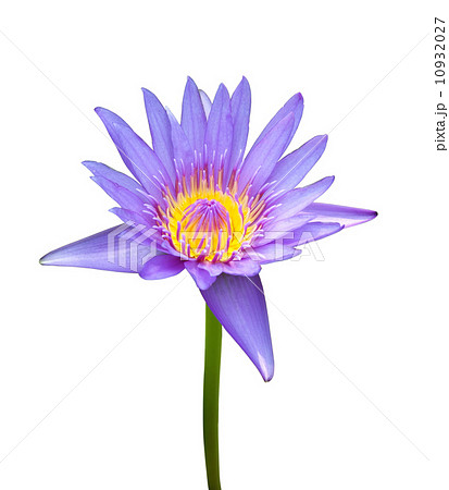 The blooming blue lotus on white background The blooming blue lotus on white background 10932027