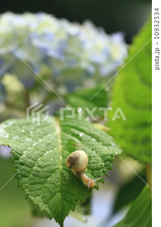 でんでん虫12 でんでん虫12 10932534