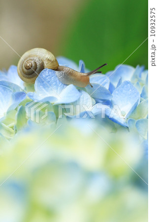 でんでん虫10 でんでん虫10 10932575