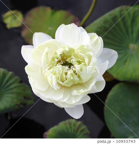 white lotus on lotus pond white lotus on lotus pond 10933743