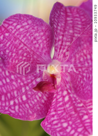 beautiful purple orchid beautiful purple orchid 10933749