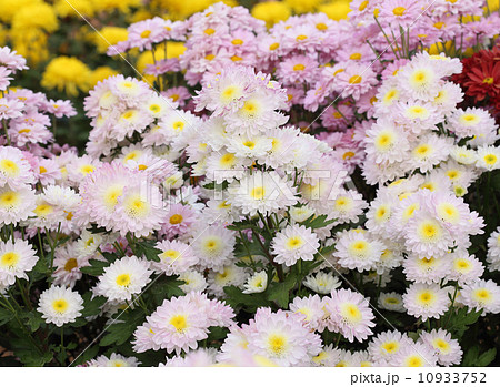 chrysanthemums flowers chrysanthemums flowers 10933752