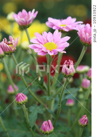 chrysanthemums flowers 10933922