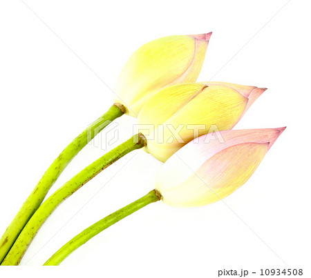 Three bud lotus on white 10934508