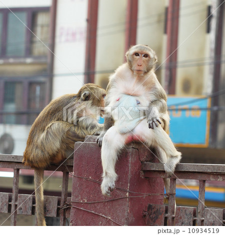 female monkey on fence female monkey on fence 10934519