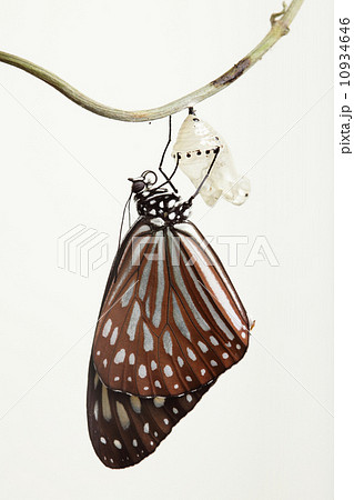 butterfly change form chrysalis 10934646