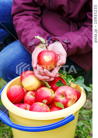 Yellow bucket with red ripe apples from orchard . Yellow bucket with red ripe apples from orchard . 10935235