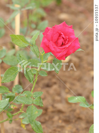 rose flower in the garden 10935537