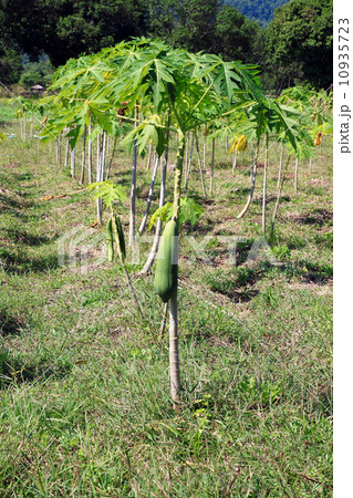 Papayas in the small tree, in Thailand Papayas in the small tree, in Thailand 10935723