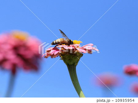 pink zinnia flowers and bee pink zinnia flowers and bee 10935954