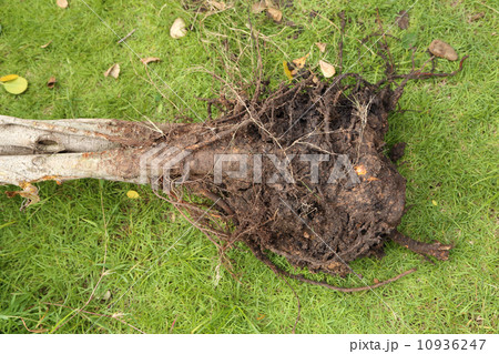 small roots with soil of tree 10936247