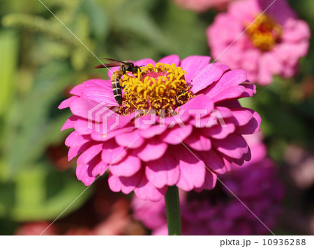 pink zinnia flowers and bee 10936288