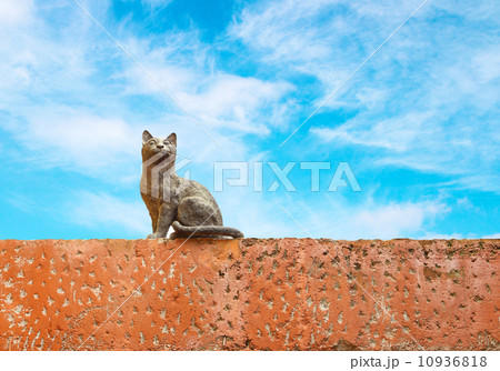 Cat statue Cat statue 10936818