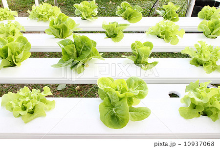 many kinds of hydroponic system 10937068