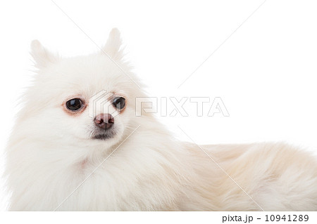 White pomeranian 10941289