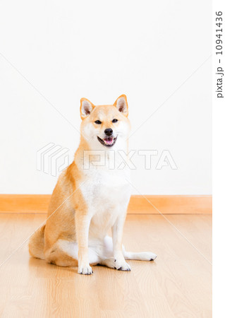 Japanese Shiba Inu dog 10941436