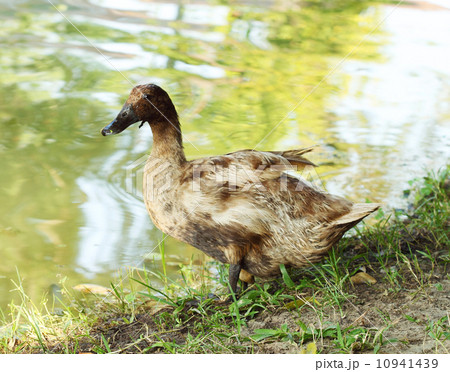 mallard duck standing mallard duck standing 10941439